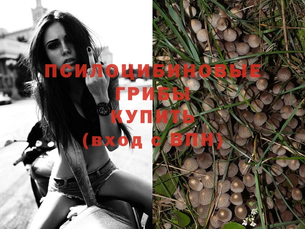 PSILOCYBIN Бугульма
